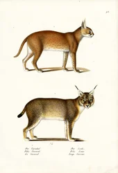 Caracal